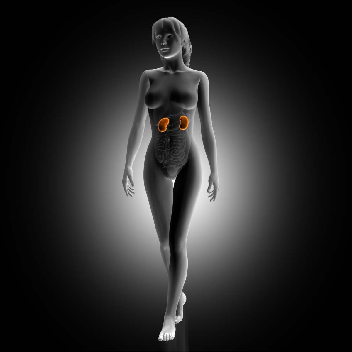 ilustração de uma mulher com destaque para os rins explicando a nefrite
