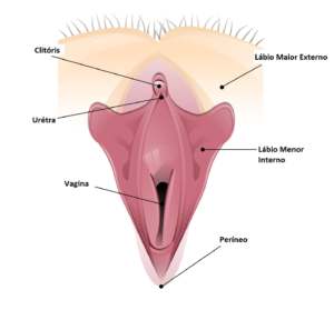 ilustração de uma vagina com descrição de partes para explicar labioplastia